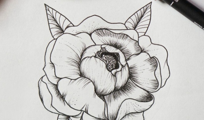 Tutorial: learn to draw a beautiful peony